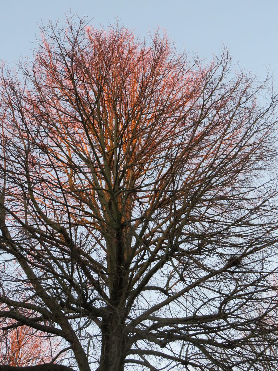 Ein Winter-Baum im Abendlicht